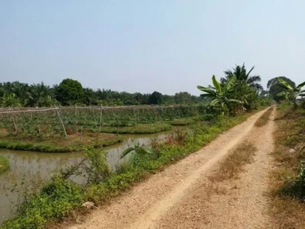 ขายที่ดิน คลอง 12 หนองเสือ 6 ไร่ 18ไร่ ราคาถูกขายใกล้ราคาประเมิน สามารถซื้อไว้ เหมาะทำการเกษตร