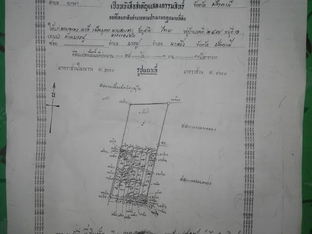 ขายที่ดิน ถูกๆ - 267 ตรว ถนนนาเกลือ ซอย อนามัยตรงข้ามยูโย ก่อนถึงสะพานปลา อเมือง จปัตตานี