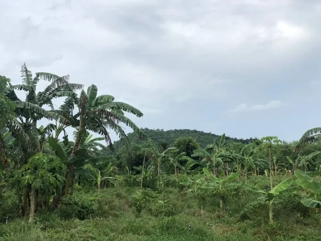 ที่ดิน 2 ไร่ สวนเกษตร วิวภูเขา