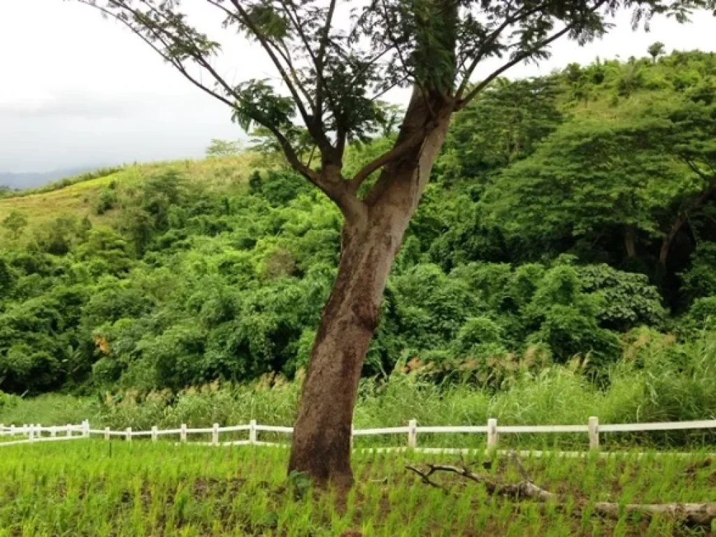 ที่ดินจัดสรรมีโฉนดบนเนินเขาแคมป์สน เขาค้อ อยู่ตรงข้ามกับวัดผาซ่อนแก้ว