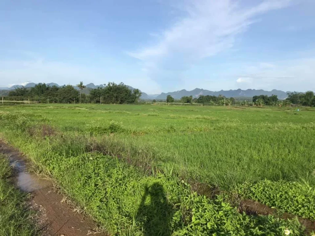 ขายที่ดินเมืองงาย เชียงดาว เชียงใหม่