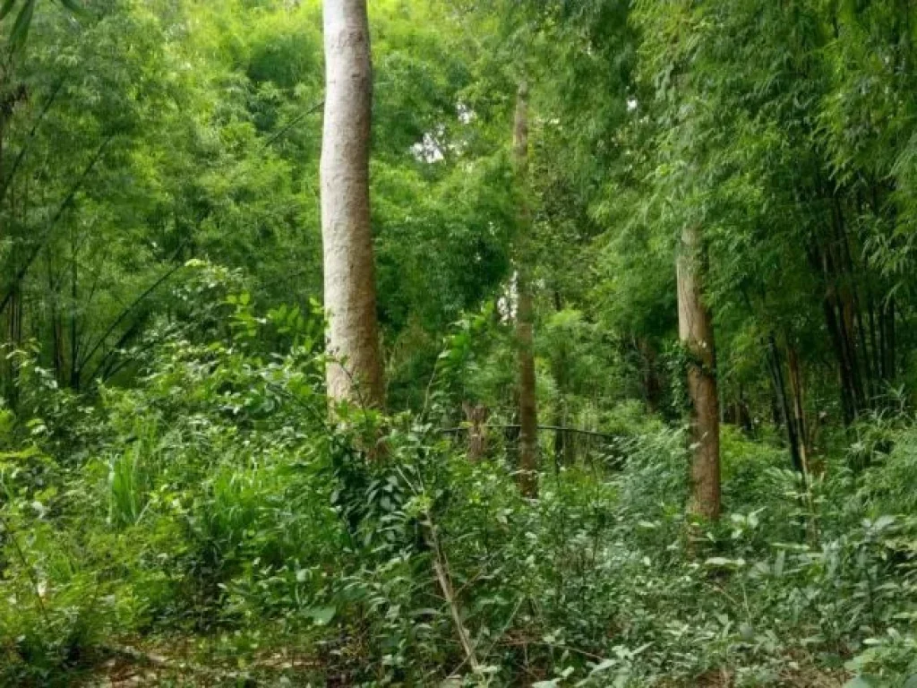 แสงอรุณ บังศรี