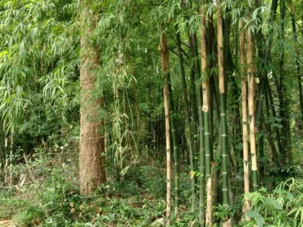 แสงอรุณ บังศรี