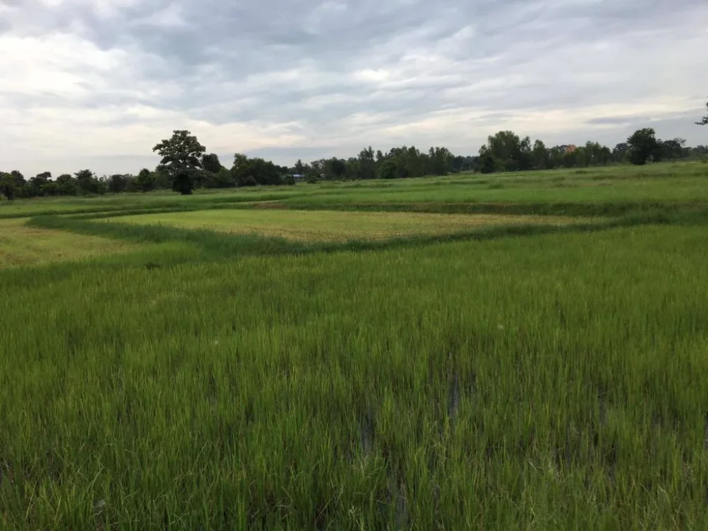 ขายที่ดิน 3ไร่ ตำบลนาบัว อำเภอเมือง จังหวัดสุรินทร์