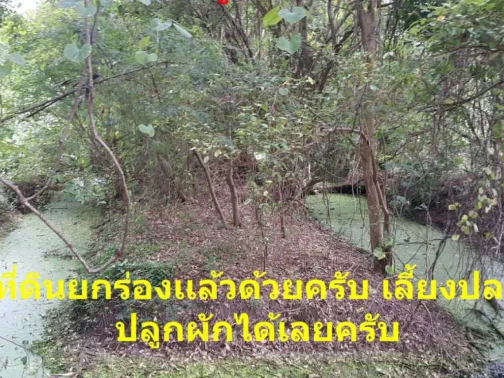 ที่ดินลำลูกกา13ไร่พร้อมบ้านให้เช่าเดือนละเพียง13000บาท