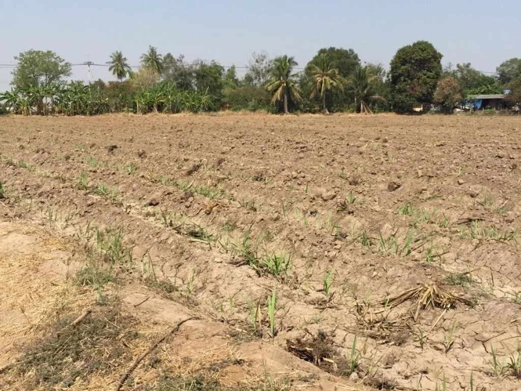 ขายที่ดินเปล่าติดถนนลาดยาง ทางเข้า มราชมงคลฯ จสุพรรณบุรี