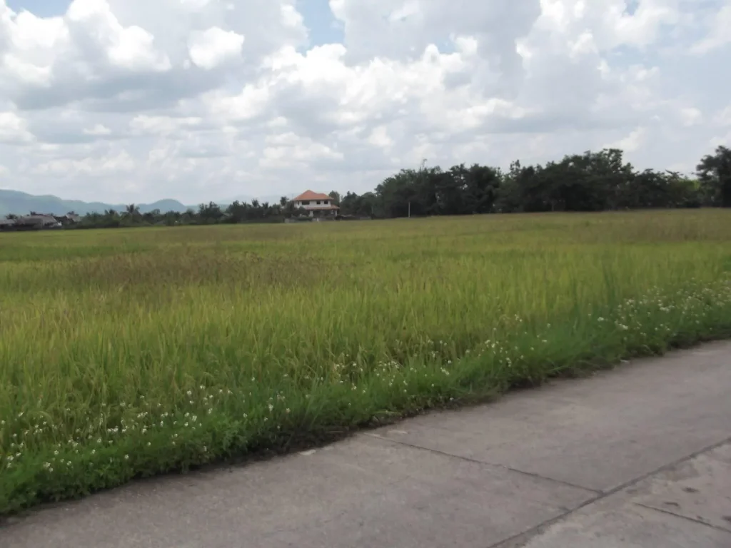 ที่ดินอุดมสมบูรณ์ มีคลองชลประทานไหลผ่าน อยู่ติดหมู่บ้านในเขตชุมชน ทำการเกษตรได้ตลอดปี