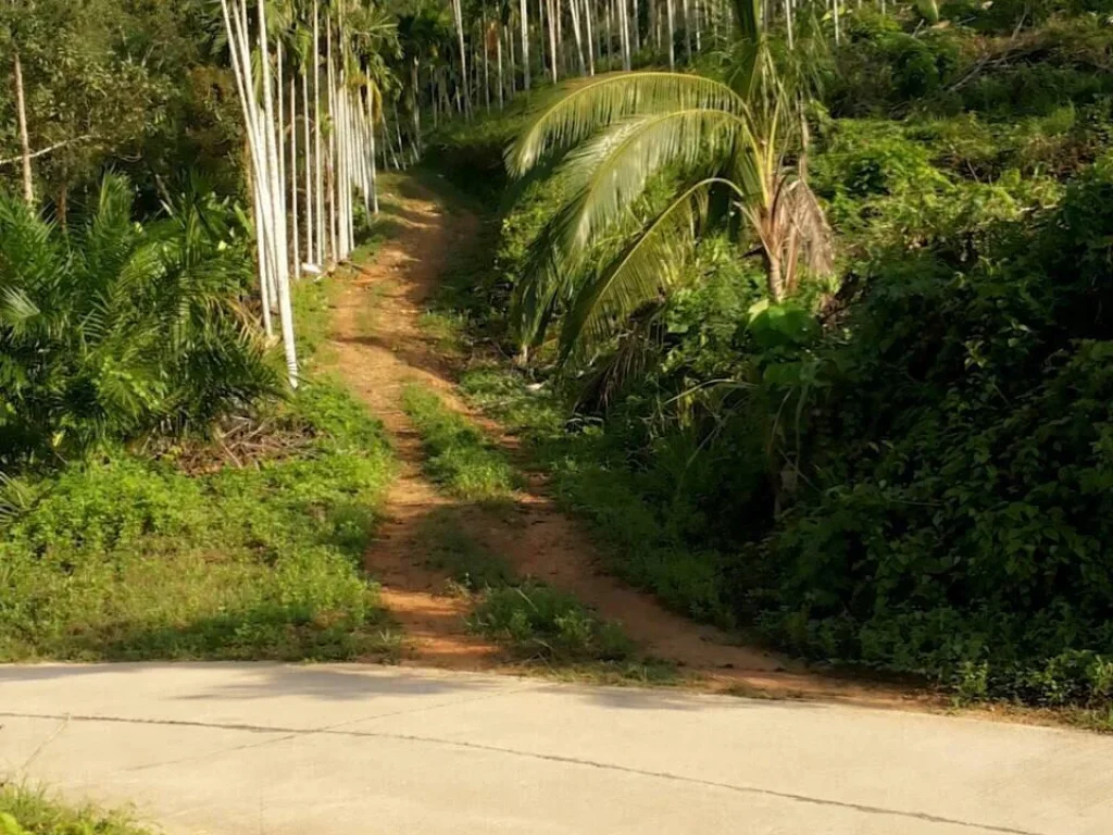 ขายที่ดิน พร้อมต้นยางพาราและปาล์ม