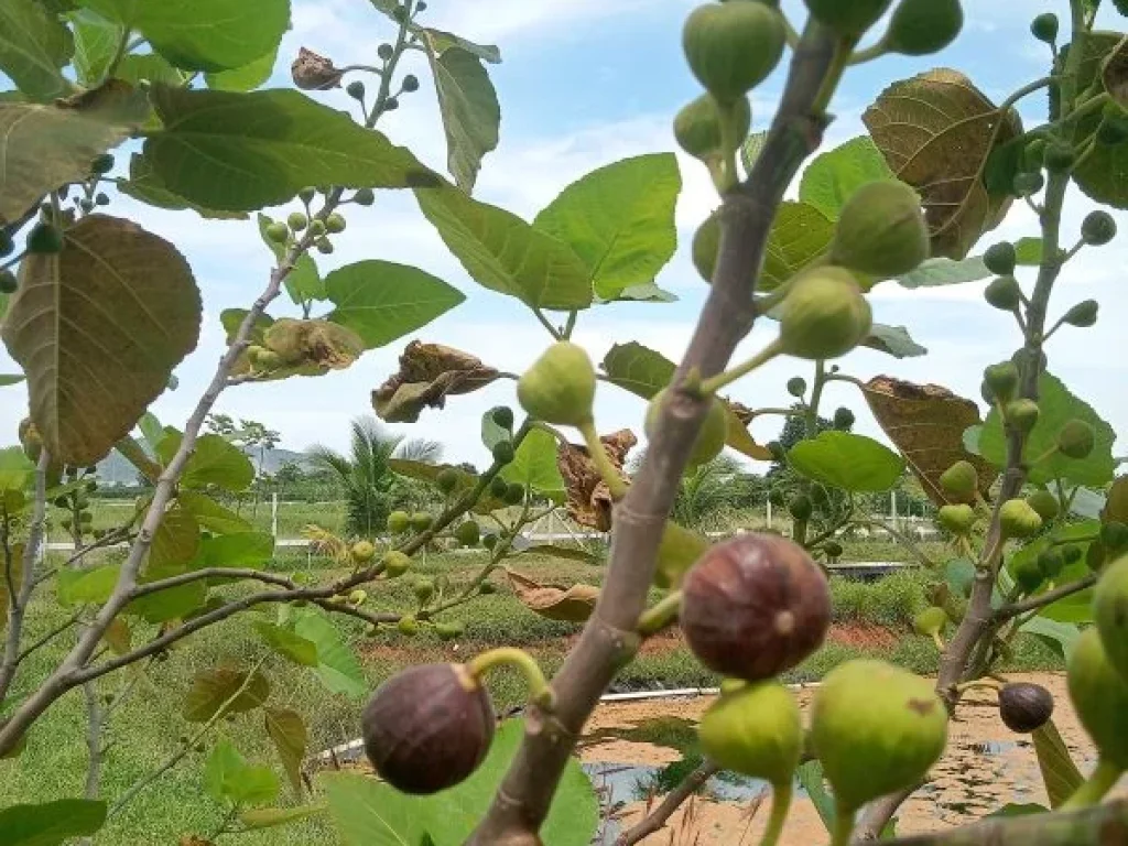 ขายที่ดิน 3 ไร่ โคกหนองนา อำเภอเลาขวัญ กาญจนบุรี