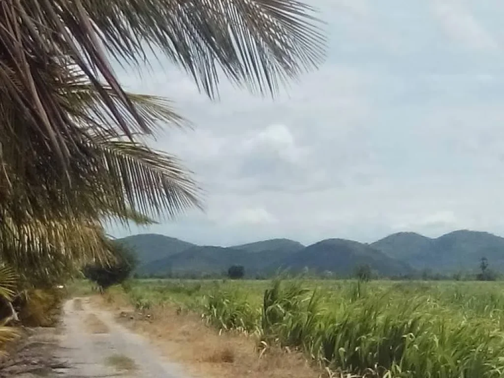 ถูกสุดๆแถมตออ้อยฟรี ขายที่ดิน220ไร่ เหมาะแยกทำสวน บ่อบาดาล6ลูก ตพลับพลาไชย ออู่ทอง จสุพรรณรบุรี