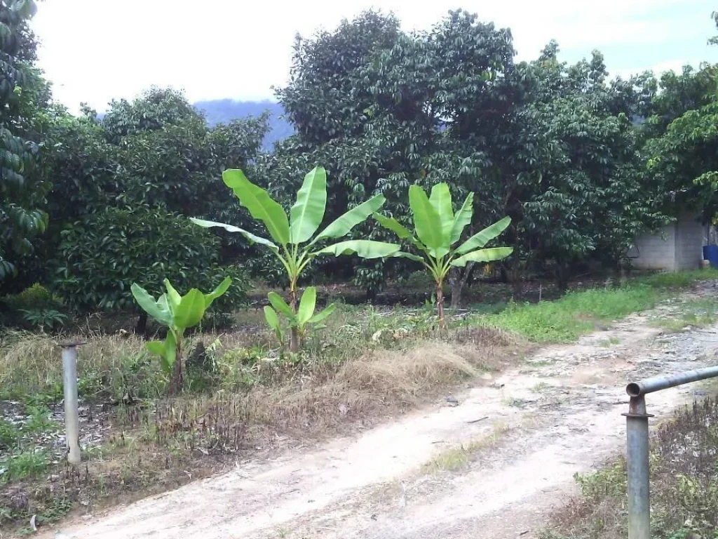 ขายสวนผลไม้เกือบ 12 ไร่พร้อมสิ่งปลูกสร้าง 3 หลัง ถนนสายสุขุมวิท-คิชฌกูฎ3249ตตะเคียนทองซอย13 คิชฌกูฎ จันทบุรี