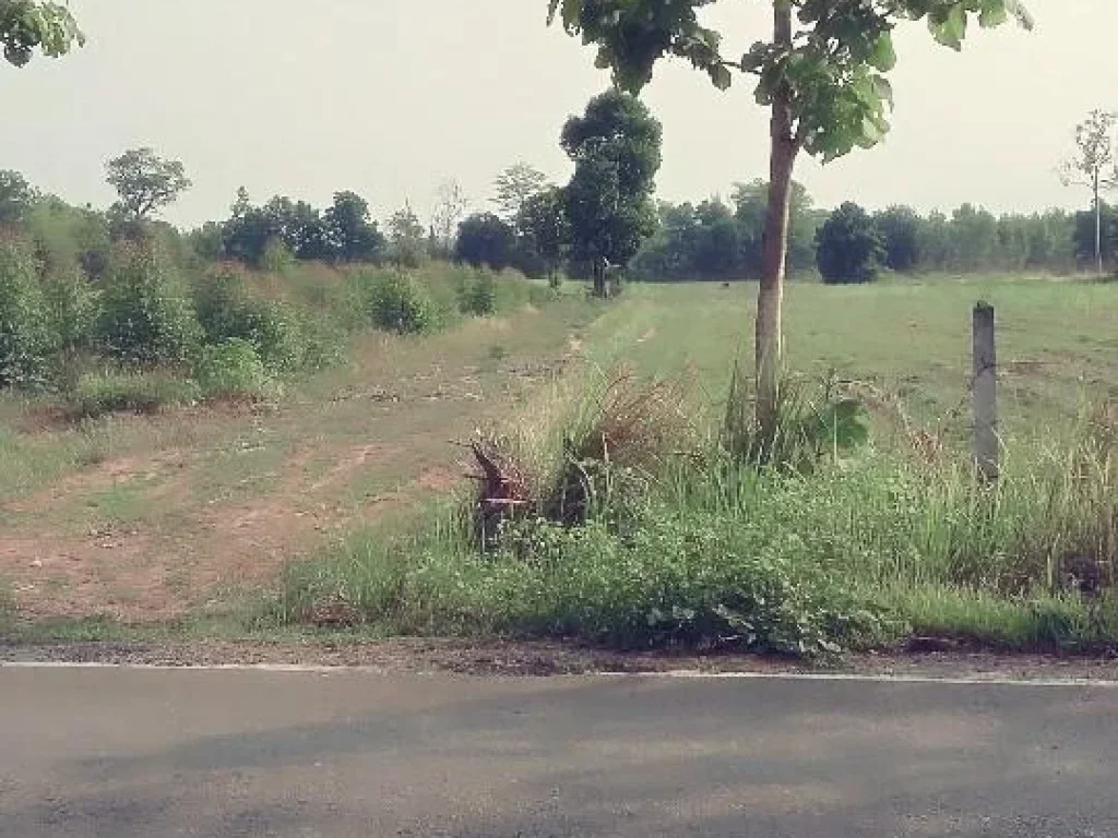 ที่ดิน 20 ไร่ ตหนองหว้า อเมือง จหนองบัวลำภู