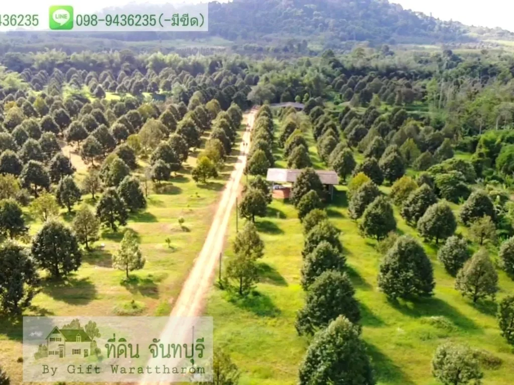 สวนทุเรียนหมอนทอง132ไร่ โฉนด ขาย116ล้าน จันทบุรี