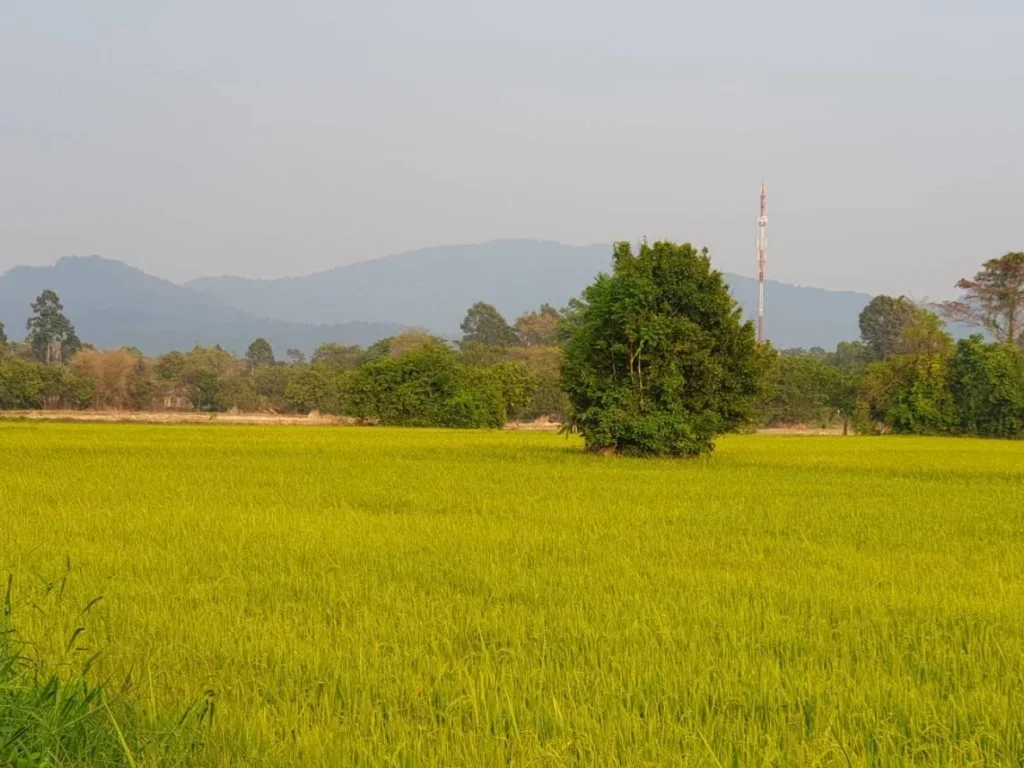 ขายที่โฉนด 10 ไร่ ราคาถูก