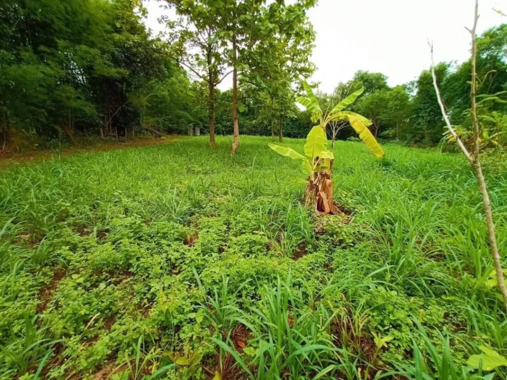 ขายที่ดินสันโป่งแม่ริม ห่างตัวเมืองเชียงใหม่ 24 km