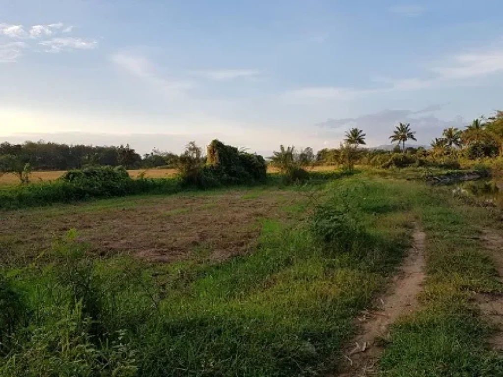 ขายที่ดิน แปลงนา มีโฉนด ไม่ผ่านนายหน้า เจ้าของขายเอง ดอยสะเก็ด เชียงใหม่