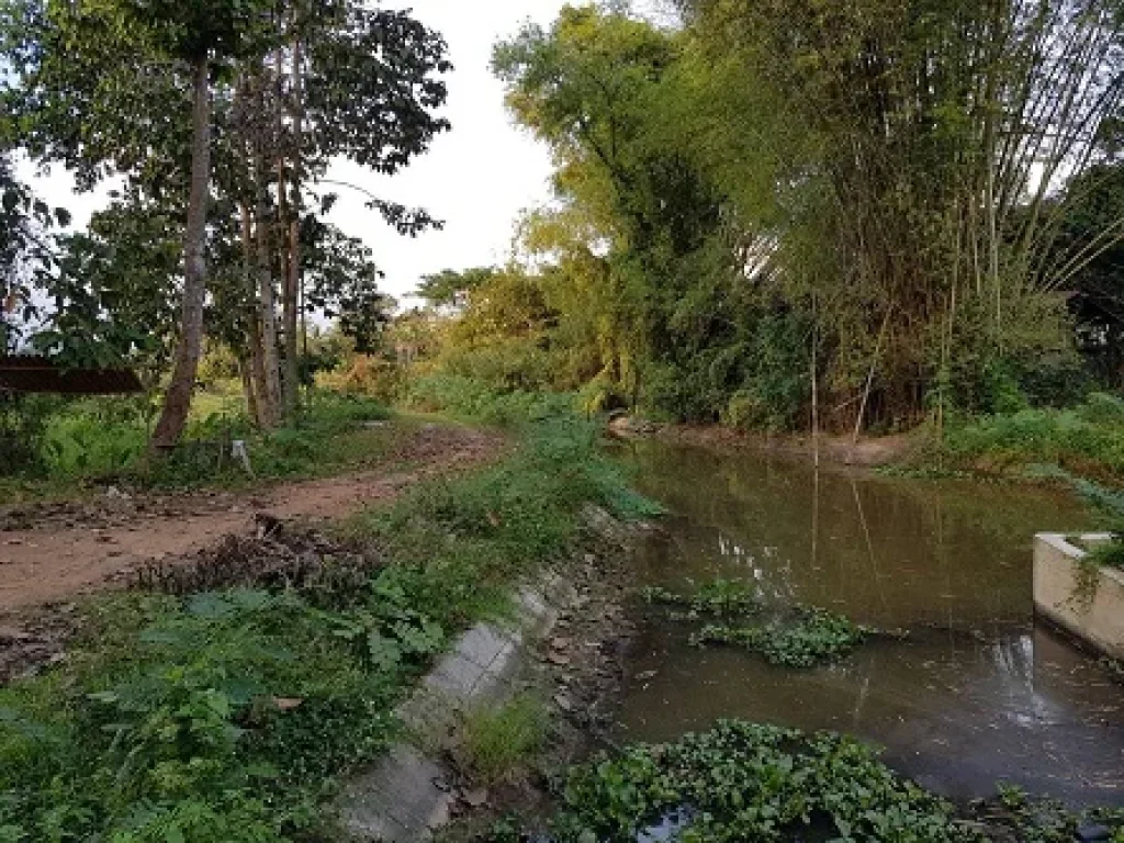 ขายที่ดิน แปลงนา มีโฉนด ไม่ผ่านนายหน้า เจ้าของขายเอง ดอยสะเก็ด เชียงใหม่