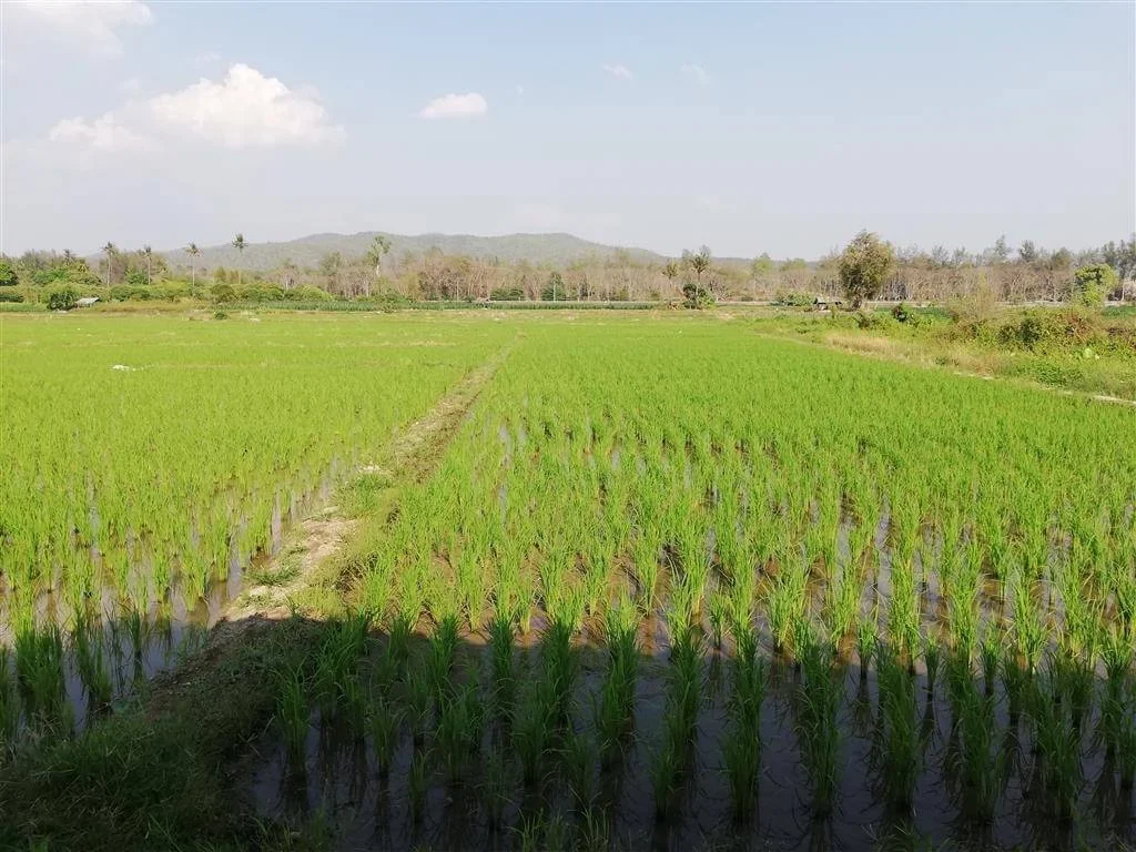 ขายที่สวนแม่แฝกสันทราย ห่างถนนหลัก 700 เมตร