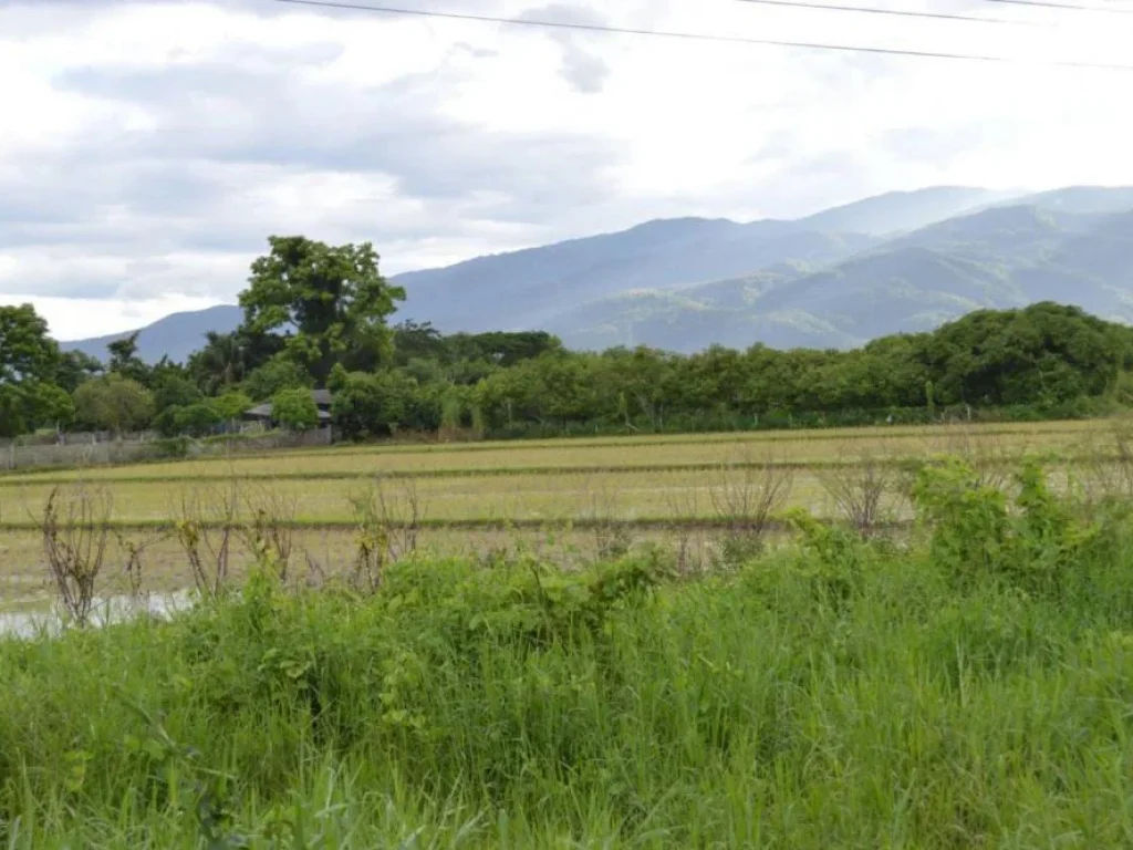 ขายที่ดินติดถนนสันผีเสื้อ หน้าโครงการจัดสรร อำเภอเมือง เชียงใหม่