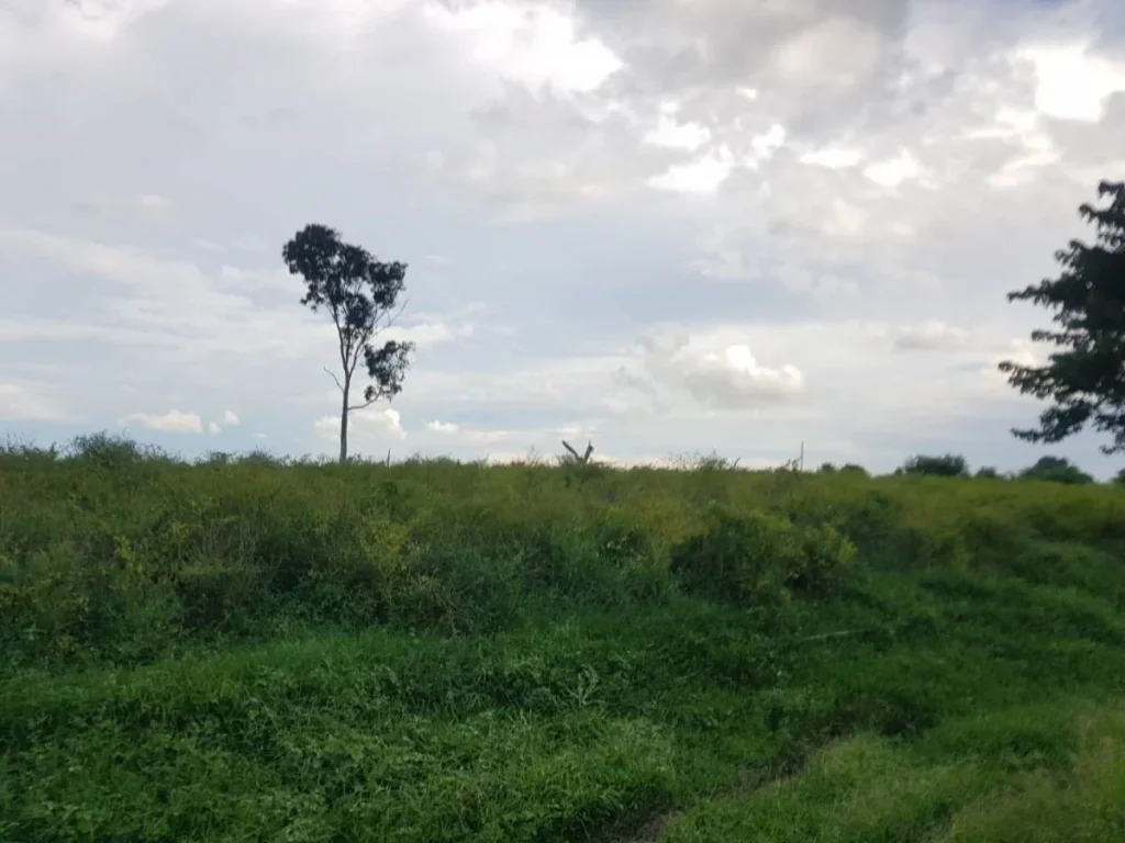 ขายที่ดินติดแม่น้ำโขง อธาตุพนม