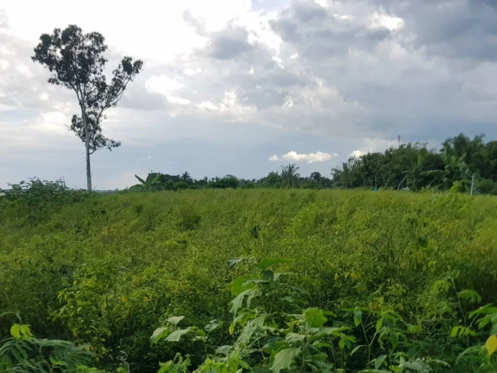 ขายที่ดินติดแม่น้ำโขง อธาตุพนม