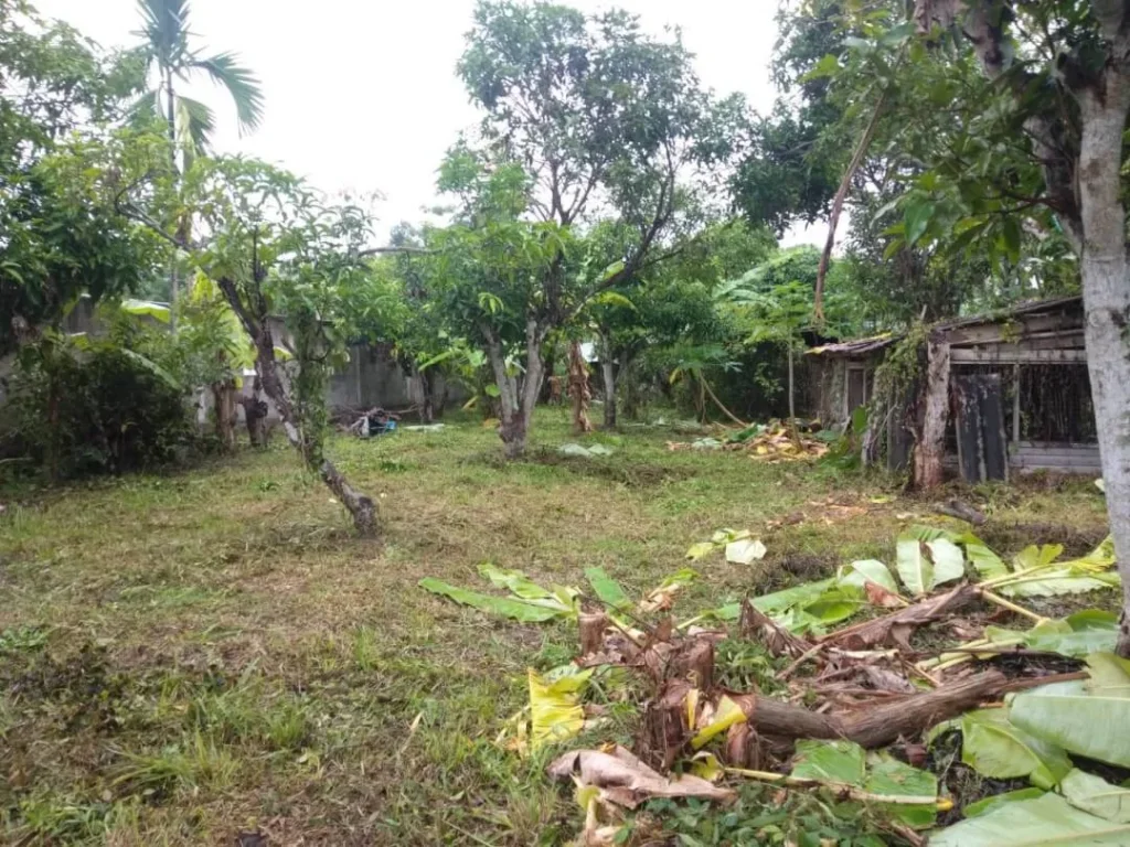 ขายที่ดินบ้านเกษตรพัฒนา ป่าไผ่ สันทราย เชียงใหม่