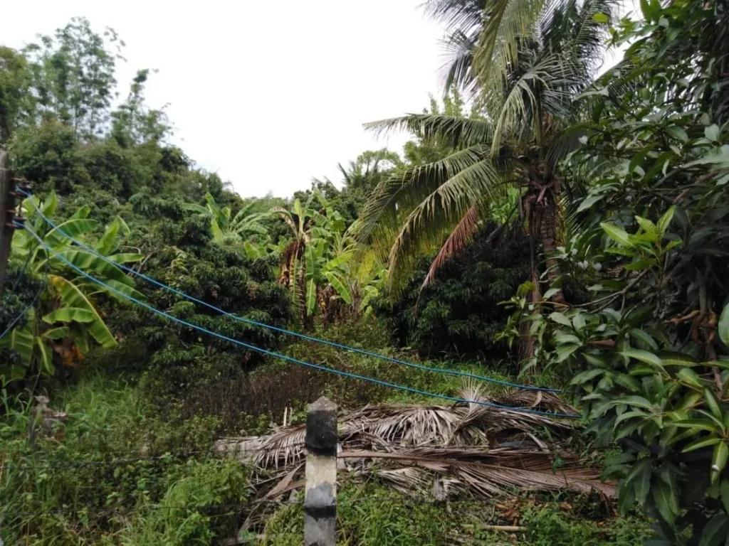 ขายที่ดินสันป่าตองใต้ ติดถนนค้าขายได้ เชียงใหม่