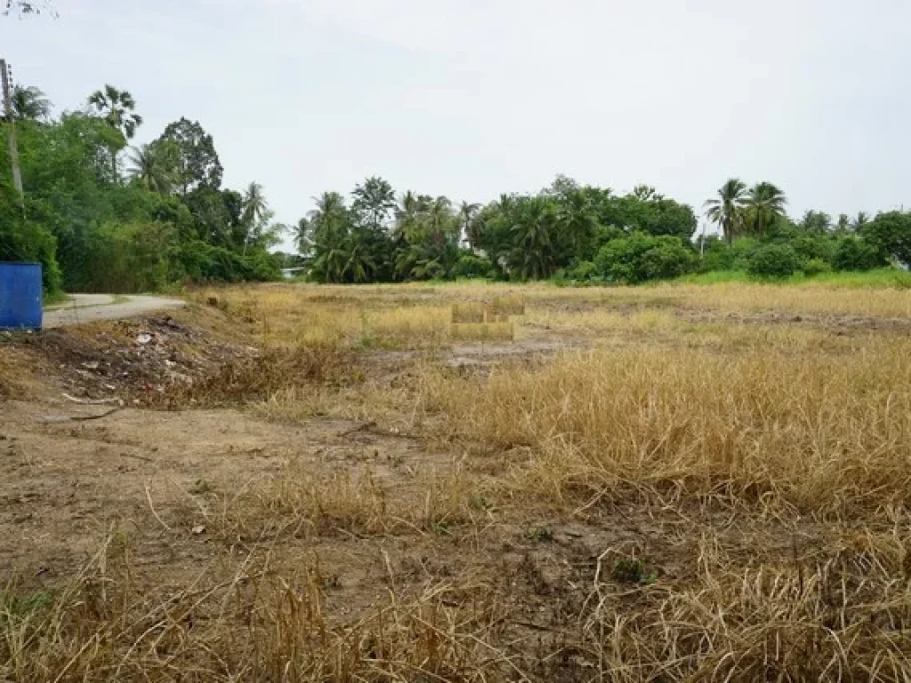 ขาย ที่ดิน ตนางบวช อเดิมบางนางบวช สุพรรณบุรี เนื้อที่ 2 ไร่ 135 ตรว