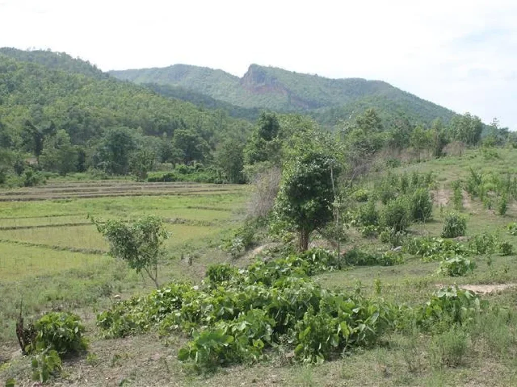 ขายที่ดินจังหวัดลำพูน 30 ไร่ ราคาเป็นกันเอง