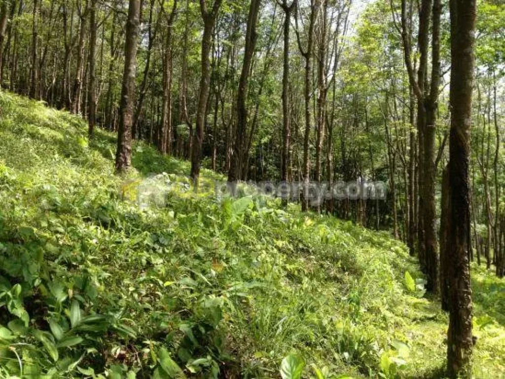 ขาย - sea-view-land-for-sale-on-koh-yao-noi-phang-nga-th 2 rai