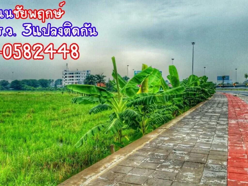 ขายที่ดินถนนชัยพฤกษ์ 350ตรว