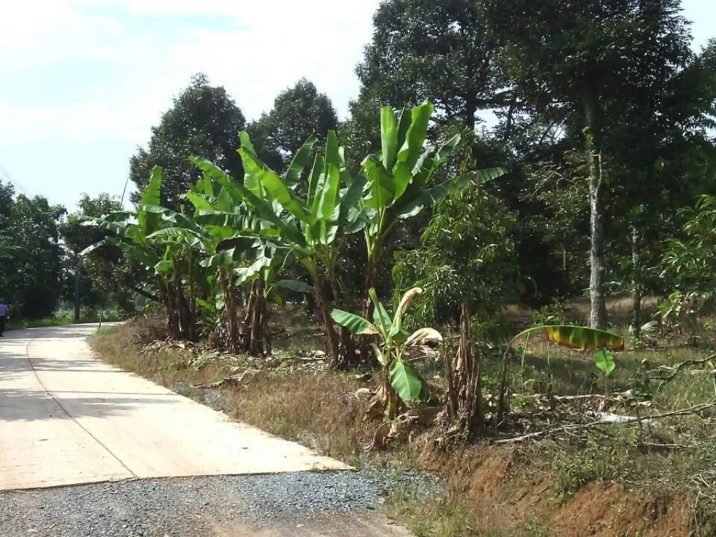 สวนหมอนทองล้วนๆบ้านติดซอย ติดคลอง บ้านพังคะแลง ตพลวง คิชฌกูฏจันทบุรี30ไร่ๆละ5แสน