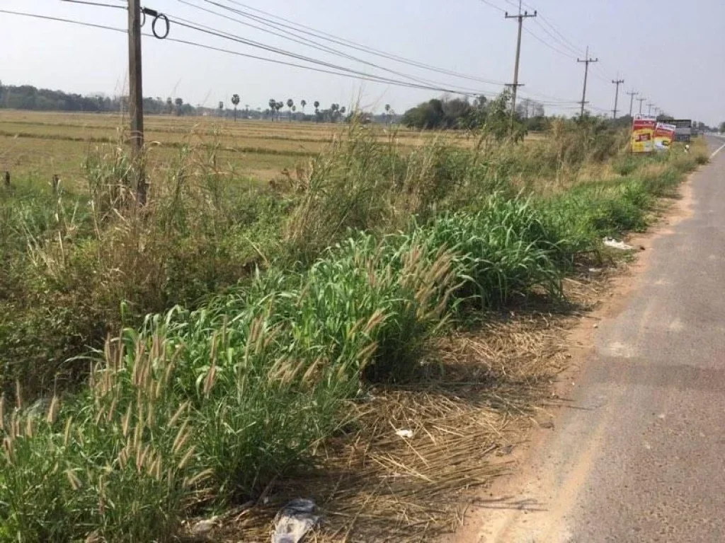 ประกาศขายที่ดิน 2 ไร่ 3 งานติดถนน บรรยากาศและวิวเป็นธรรมชาติ