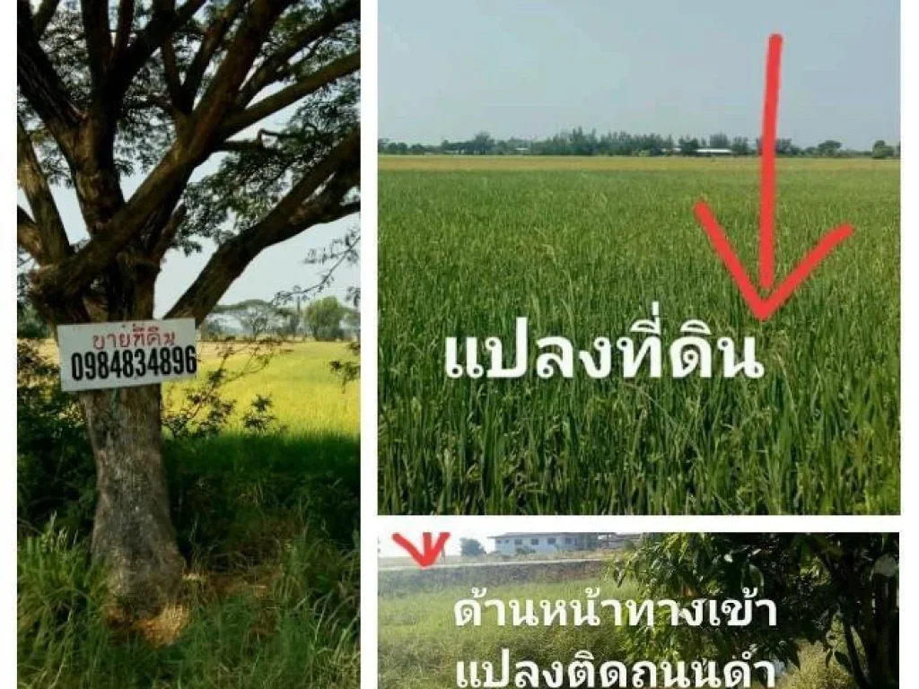 ขายด่วนถูกสุดในย่านนี้ที่ติดถนนลาดยาง 5 ไร่ 1 งาน 95 ตรว สามารถทำโรงงานได้