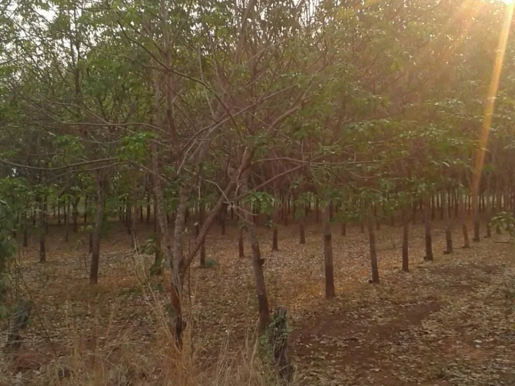 ขายที่ดินสวนยาง10ไร่ ติดหมู่บ้านสันติสุข