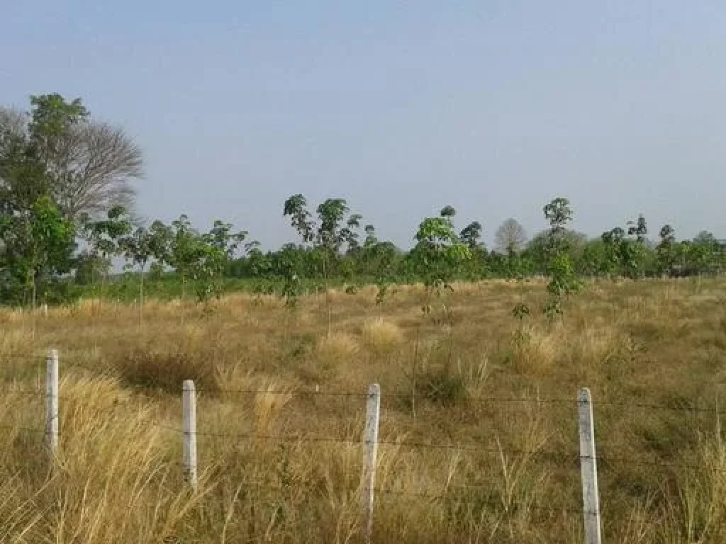 ขายที่ดินติดรั้วด้านหลังโรงพยาบาลโนนดินแดง