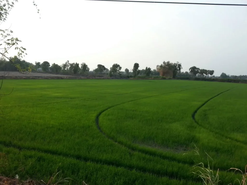 ที่ดินด้านหน้าติดถนนลาดยาง ด้านข้างติดฝายทดน้ำ