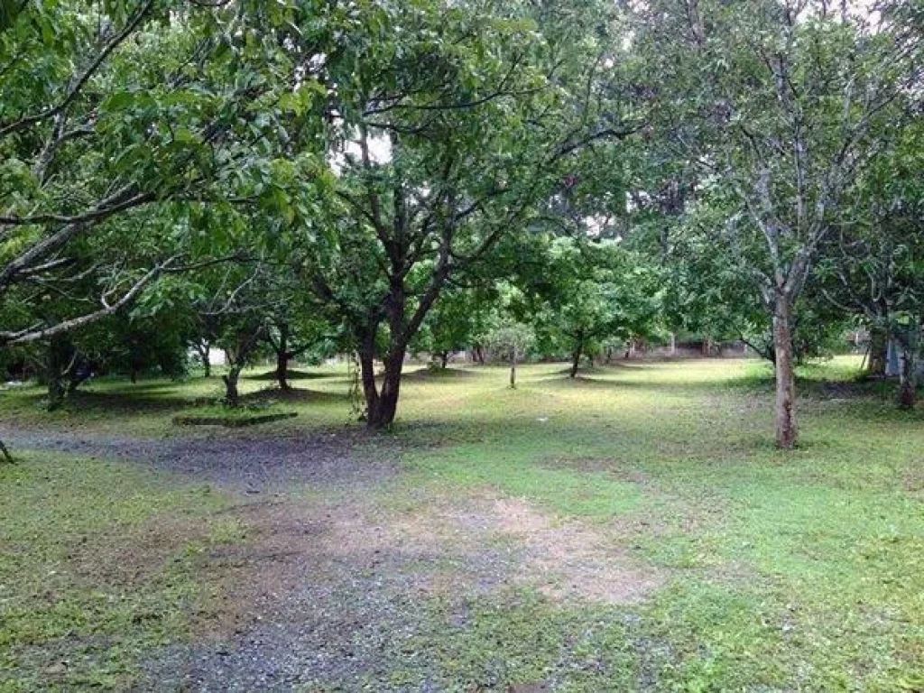 ขายที่ดิน บ้านไม้ ดอยสะเก็ด เชียงใหม่ ติดคลอง มีสวนลำไย