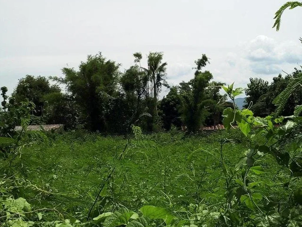 ขายด่วน ที่ดินสวยทำเลทองในเมือง ป่าตัน ใกล้ตลาด ใกล้สถานที่ราชการ เดินทางสะดวกสบาย