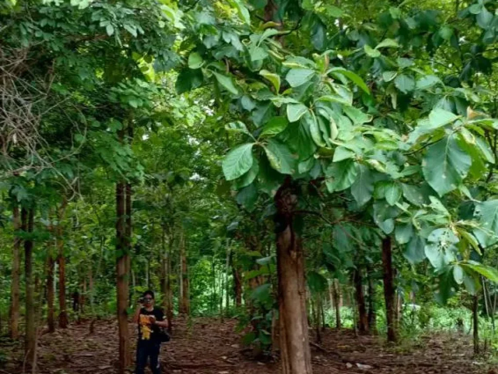 ขายที่ดินจำนวน 10 ไร่พร้อมต้นสักทอง