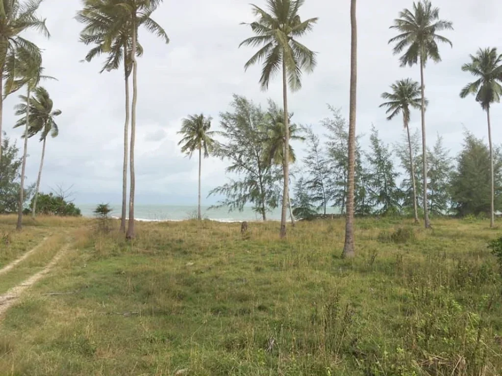 ขายที่ดิน ริมชายหาด หาดทุ่งใส หมู้บ้าน บ้านสิชล ตทุ่งใส อสิชล จนครศรีธรรมราช