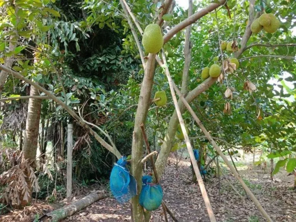 ขายที่ดิน สวนผลไม้พันธุ์ดี พร้อมเก็บเกี่ยว คลองหลวง ปทุมธานี 8-2-62 ไร่ ติดถนนคลองสี่ตะวันตก 22