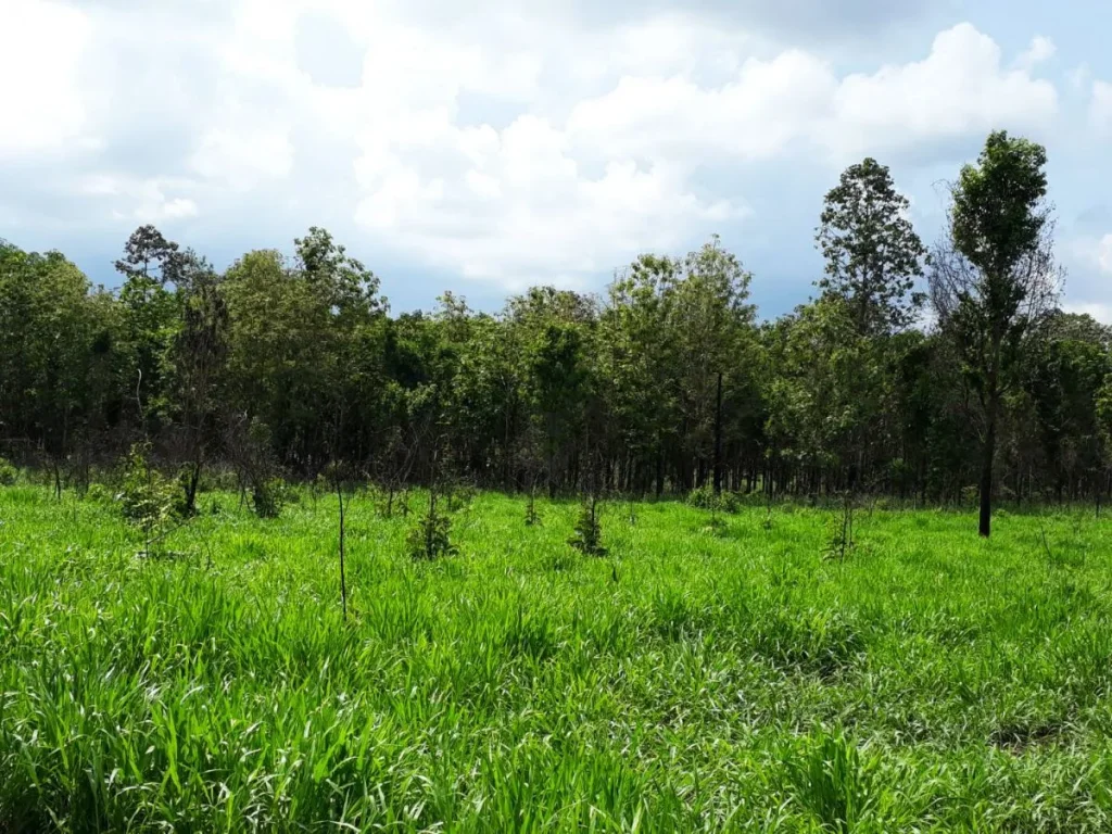 ขายที่ดินเปล่า เลย-ภูเรือ พร้อมทำโครงการ