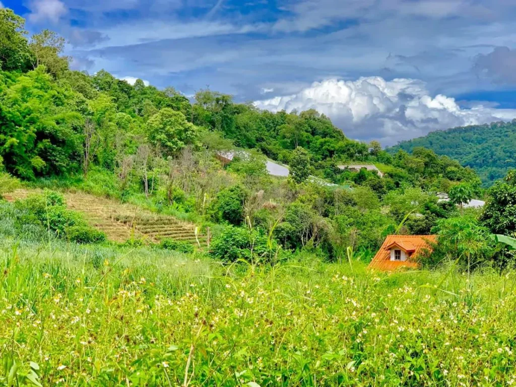 ขายที่ดินโป่งแย่งห่างถนนหลัก 900เมตร แม่ริม เชียงใหม่