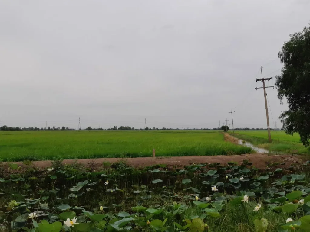 ขายที่ดินติดถนน 20 ไร่ ตบางแตน บ้านสร้าง ปราจีนบุรี