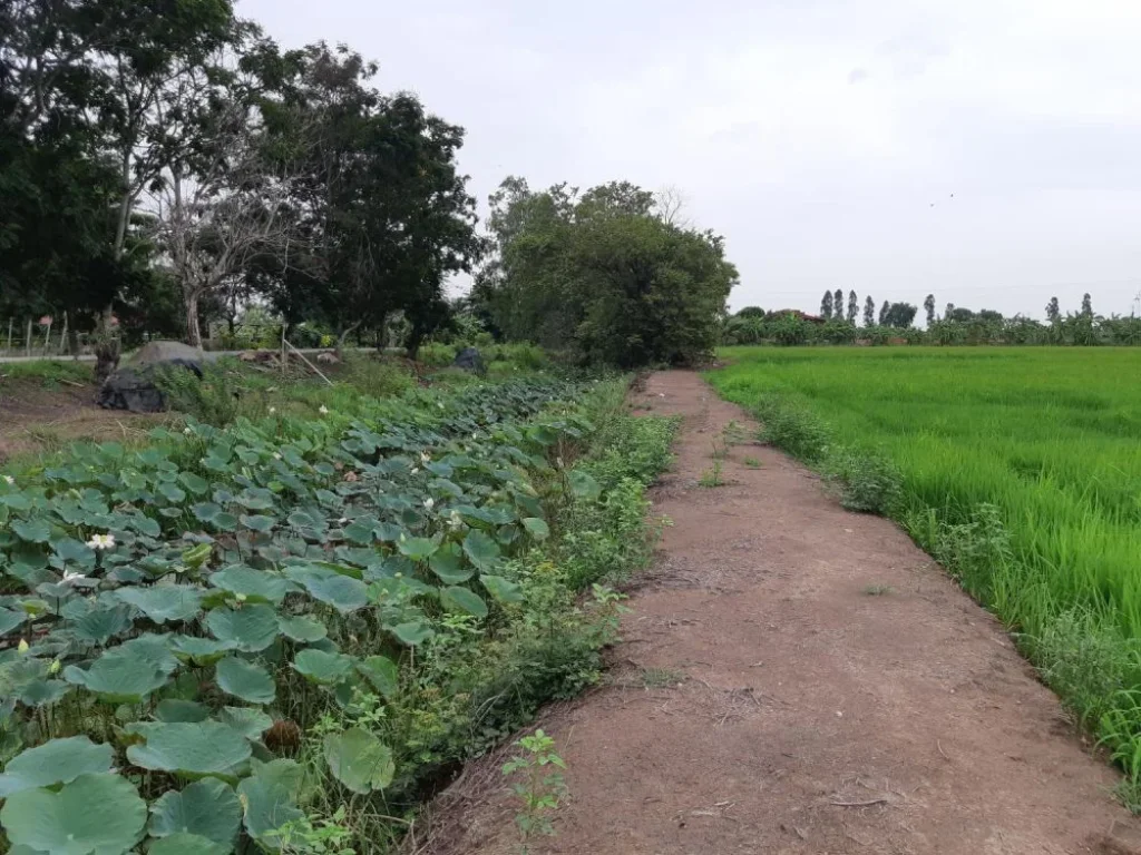 ขายที่ดินติดถนน 20 ไร่ ตบางแตน บ้านสร้าง ปราจีนบุรี