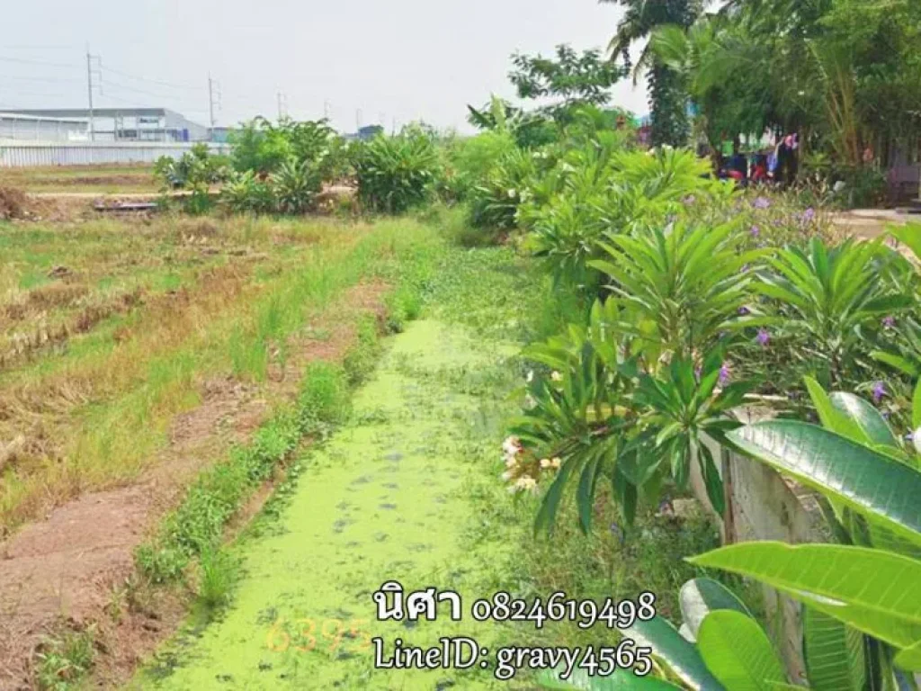 ขายที่นาติดนิคมอุตสาหกรรมนวนคร จปทุมธานี หน้ากว้าง 60 เมตร ยาว 1000 เมตร