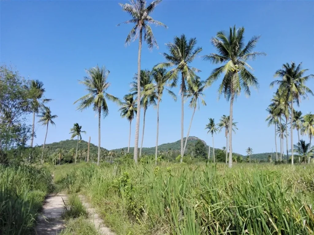 ที่ดินวิวภูเขาที่สวยมาก