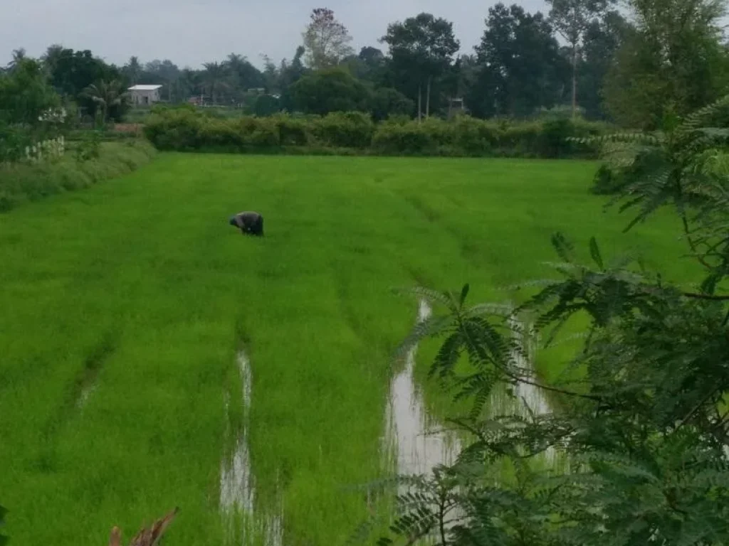 ที่นาแปลงสวย 33 ไร่ อยู่ในอำเภอรัตนบุรี จังหวัดสุรินทร์ เจ้าของขายเอง