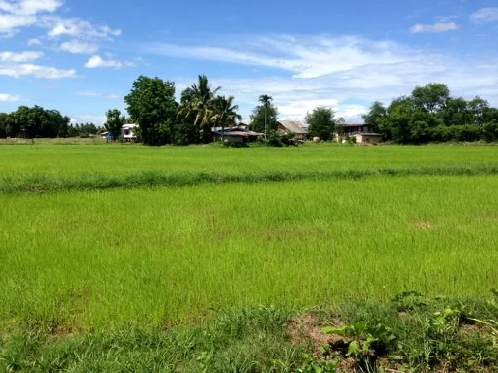 ขายที่ดิน มีโฉนด อยู่ที่ ตสะเดียง อเมือง จเพชรบูรณ์ ใกล้ๆตัวเมืองเพชรบูรณ์